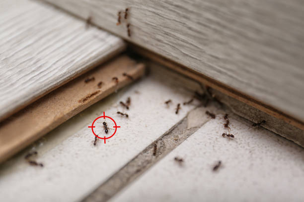 Best Pest Removal Services  in Tenaha, TX