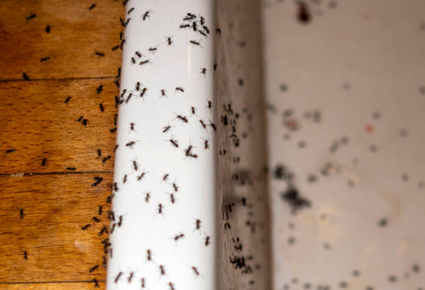 Best Pest Control Near Me in Tenaha, TX